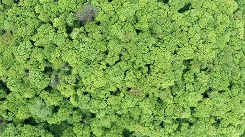 Green Trees Forest