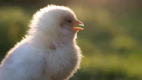 Cute Fluffy Baby Chicken on Green Grass Outdoors