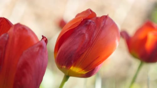 Blooming Red Tulips on a Sunny Spring Day