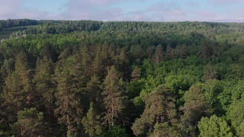 A Huge Thicket of Coniferous Green Forest and Sky with Grey Clouds