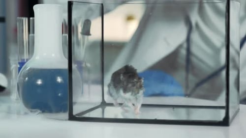 Hamster in a Container Receives Leaf in Lab