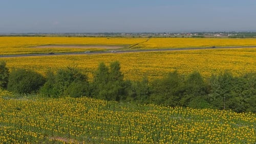 Feld mit blühenden Sonnenblumen Luftaufnahme Landwirtschaft in ländlichen Gebieten