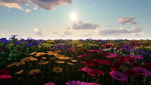Flying Through a Field of Colorful Flowers on a Sunny Day