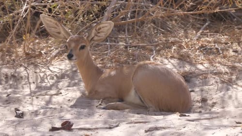 Gros plan depuis un steenbok au repos