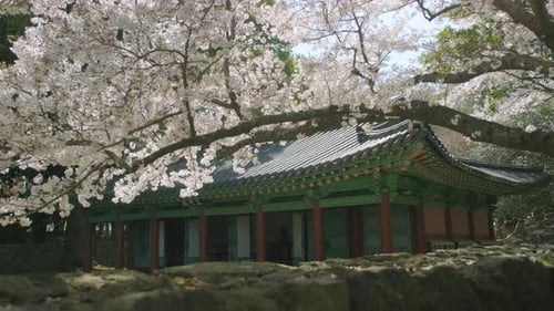 Blooming Cherry Blossoms at Historic Building in Spring