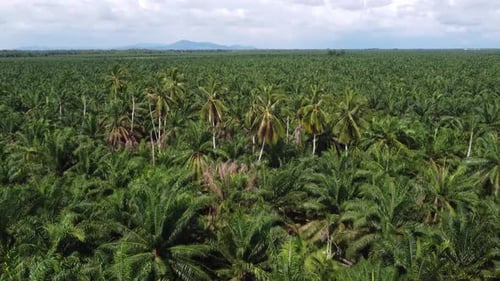 Aerial View of Tropical Palm Tree Landscape