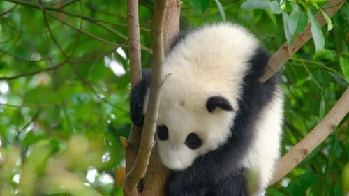 Baby Panda Resting in Tree, Wildlife in Nature