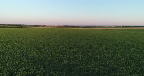 Green Sunflower Fields In The Kherson Region Ukraine