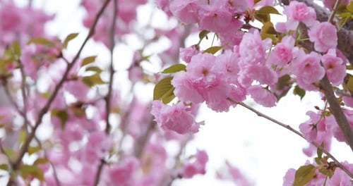 Sakura Blumenbaum