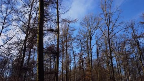 Winter Woodland View Through the Bare Trees