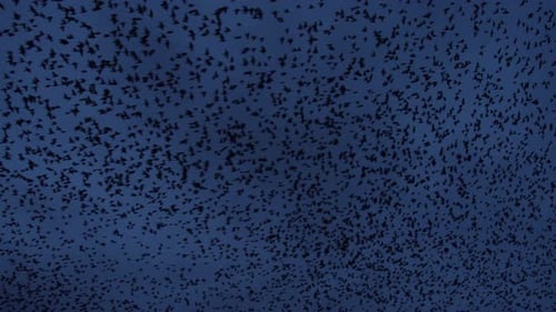 Swarm of Birds Flying in Night Sky