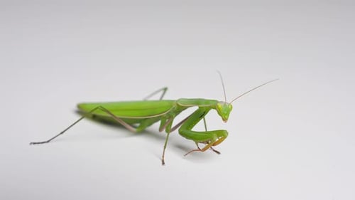 Closeup of Green Praying Mantis on White Background
