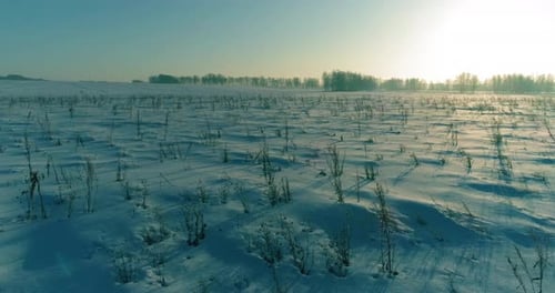 Aerial Drone View of Cold Winter Landscape with Arctic Field Trees Covered with Frost Snow and