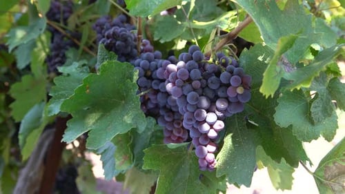 Raisin noir dans un vignoble