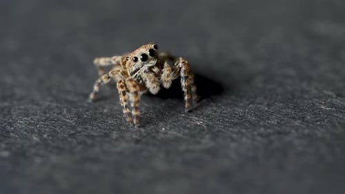 Petite araignée sauteuse sur fond gris