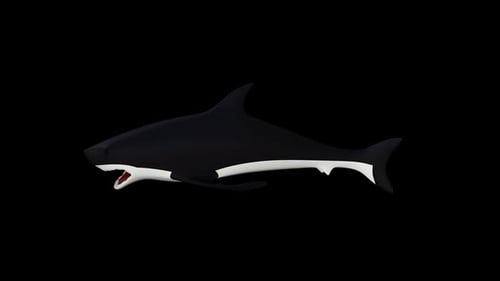 Shark Toy