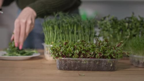 Une femme coupe à la main des micropousses de radis avec des ciseaux pour une plante à salade à tiges viol
