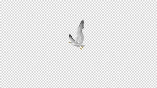 Sea Gull - Flying Transition II - 4K