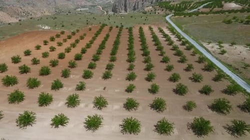 Aerial View of Young Trees in a Rural Field