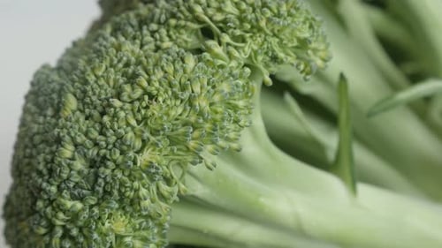 Detailed Close-Up of Green Broccoli Floret