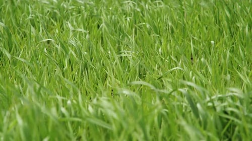 Grass Green Field