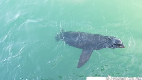 Wild Seal or Sea Lion Swimming Ocean Water Big Alpha Male
