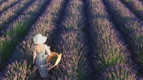 Mujer con cesta camina entre hileras de lavanda creciente