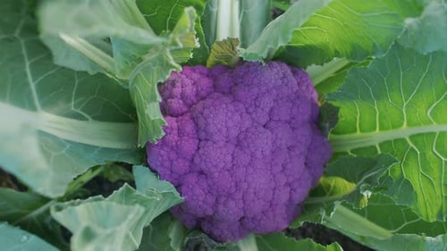 Junger lila Blumenkohl wächst im Bauernfeld