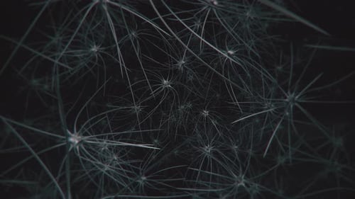 Brain Neuron Cells 4k