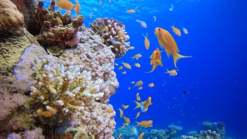 Golden Fish Swimming Near Vibrant Coral Reef