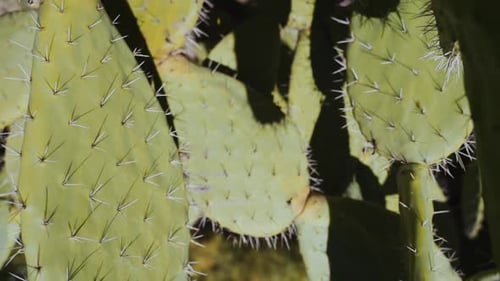 Green Spiny Cactus Leaves