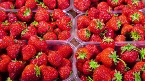 Strawberries in a Box on the Market Closeup Red Juicy Ripe Delicious Summer Berries