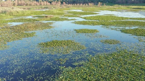 Green water lily leaves on a blue lake - marsh vegetation in a wetland landscape, Montenegro nature