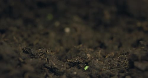 Growing Plants in Spring Timelapse Sprouts Germination