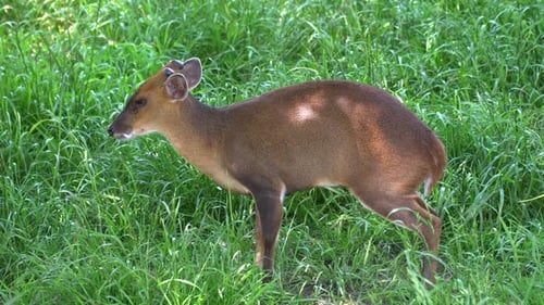 Little deer hiding in the grass from predators