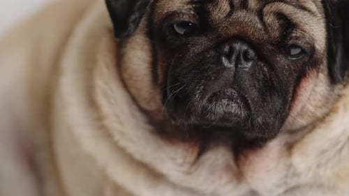 Endearing Pug Dog Close Up