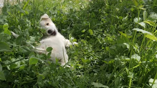 Little dog relaxing scene close-up 4K 2160p 30fps UltraHD footage - Cute white domestic puppy in th