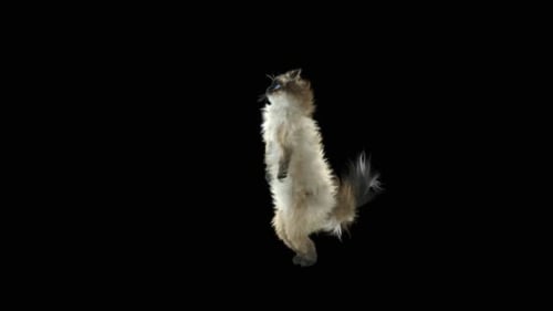 Gato HD