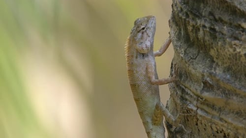 Lizard Resting on a Tree in Close Up
