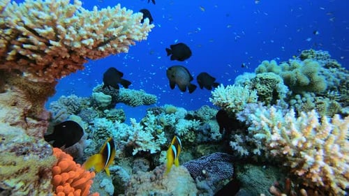 Vibrant Coral Reef Thriving with Marine Life