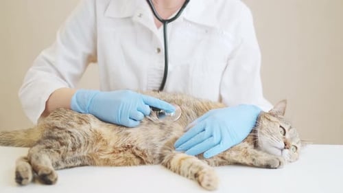 Veterinário examinando um gato com estetoscópio