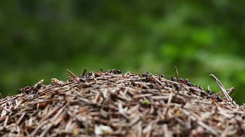 Ant Hill with Ants Crawling on Top