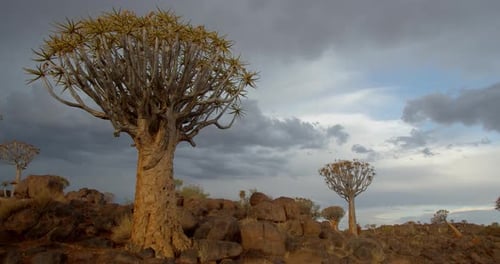 Köcherbaumwald im südlichen Teil Namibias, bunter Himmel, Zeitraffer, 4k