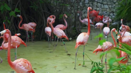 Flock of pink flamingos walking in shallow water