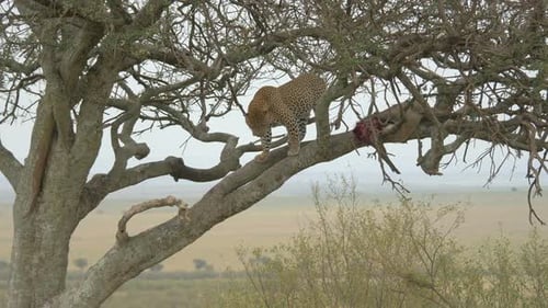Leopard standing next to a carcass