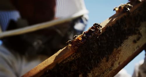 Beekeeper examining hive frame