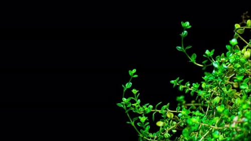 Lap de
temps : les feuilles de thym bougent et poussent sur fond noir. Branche verte de l'alimentation biologique