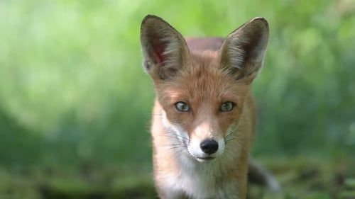 Rotfuchs Vulpes vulpes. Der Kopf eines Rotfuchses auf grünem Hintergrund