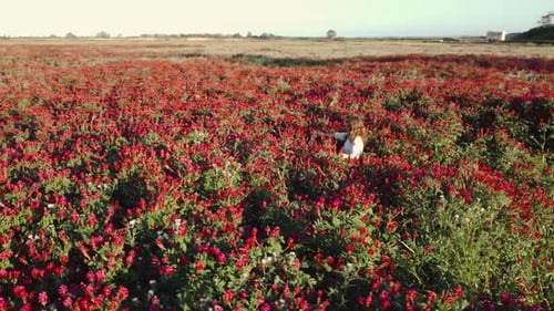 Woman Walking in a Field of Red Flowers