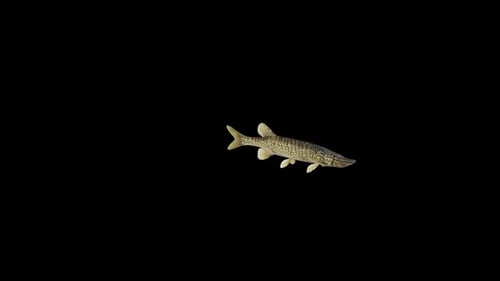 Pike Fish Swimming